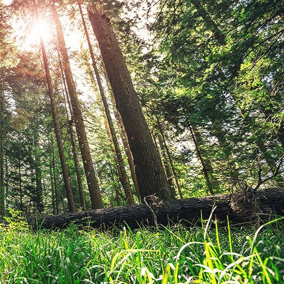 Forest with dappled sunlight